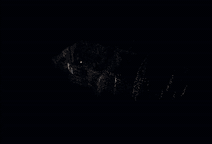 xlens_cover.gif